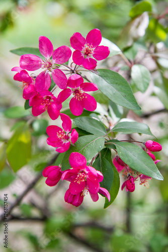 Apple tree while spring blossom