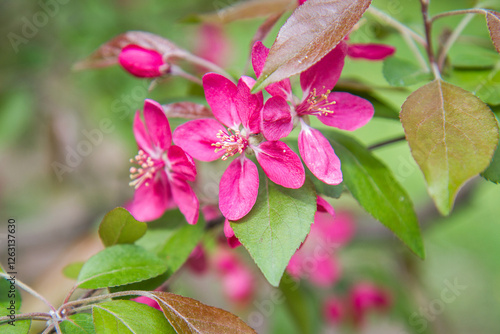 Apple tree while spring blossom