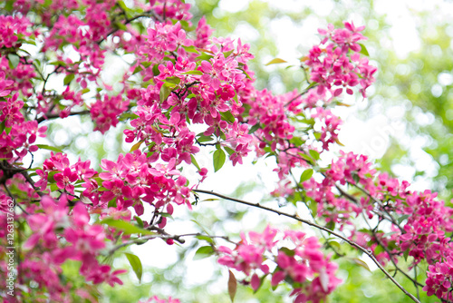 Apple tree while spring blossom