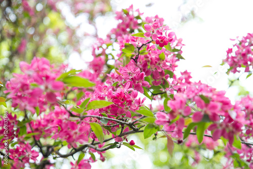 Apple tree while spring blossom