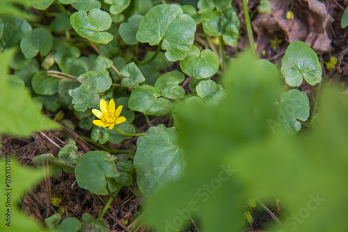 blooming plants in a spring time