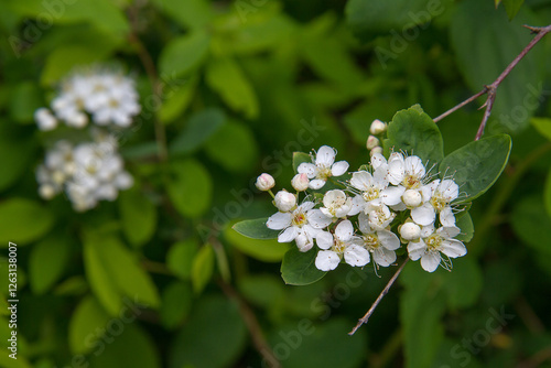blooming plants in a spring time
