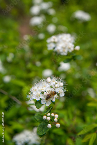 blooming plants in a spring time