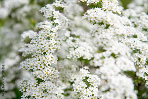 blooming plants in a spring time