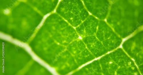 Cell Structure View of Leaf Surface Showing Plant Cells For Education. Leaf in Macro Shot Background. Bright Green Leaves of Plant or Tree With Texture and Pattern Close Up