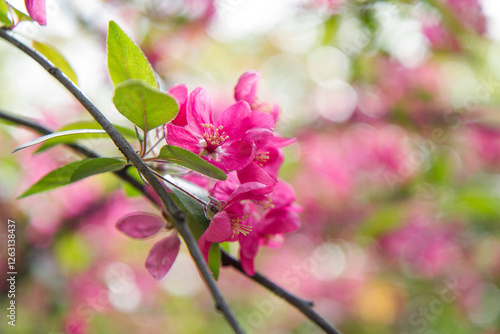 blooming plants in a spring time