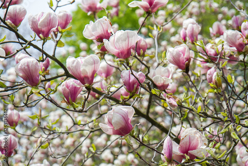 blooming magnolia in a spring time