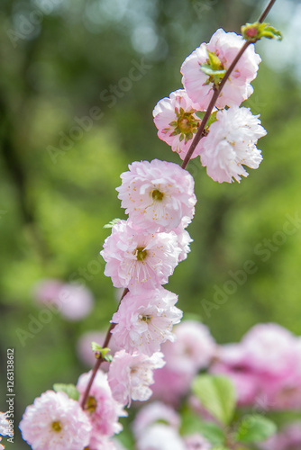 blossom sakura tree in a spring time