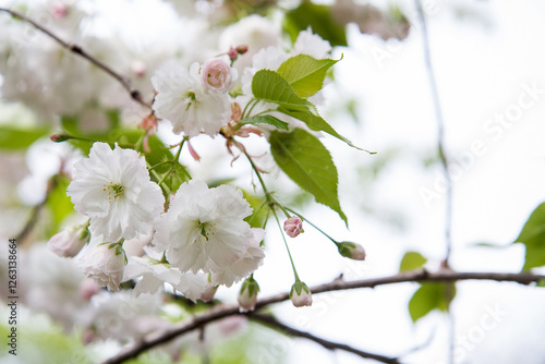 blossom sakura tree in a spring time