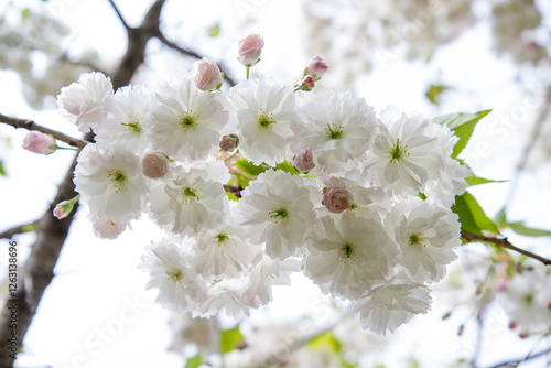 blossom sakura tree in a spring time