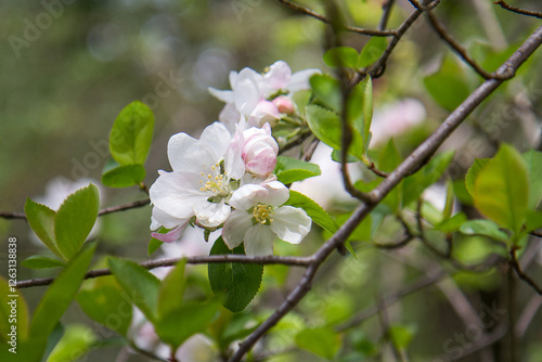 blooming plants in a spring time