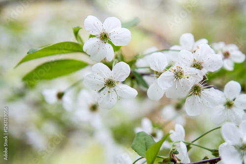 blooming plants in a spring time