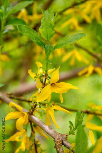 blooming plants in a spring time