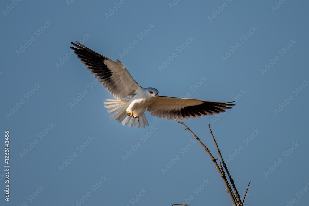 Fototapeta premium great blue heron in flight