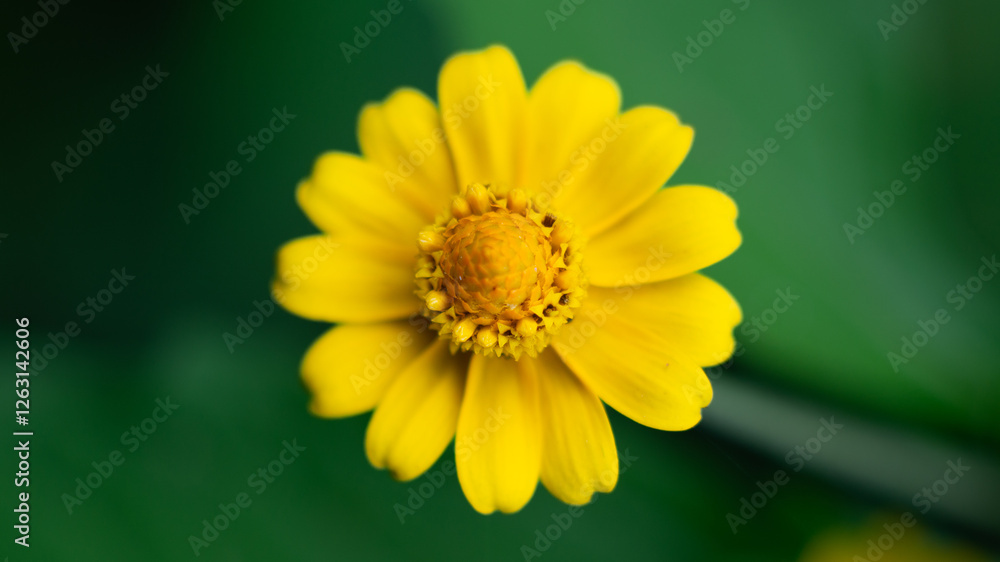 yellow flower in the garden yellow flower in the garden