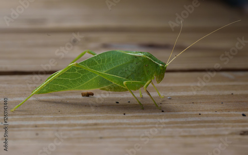 Grasshopper