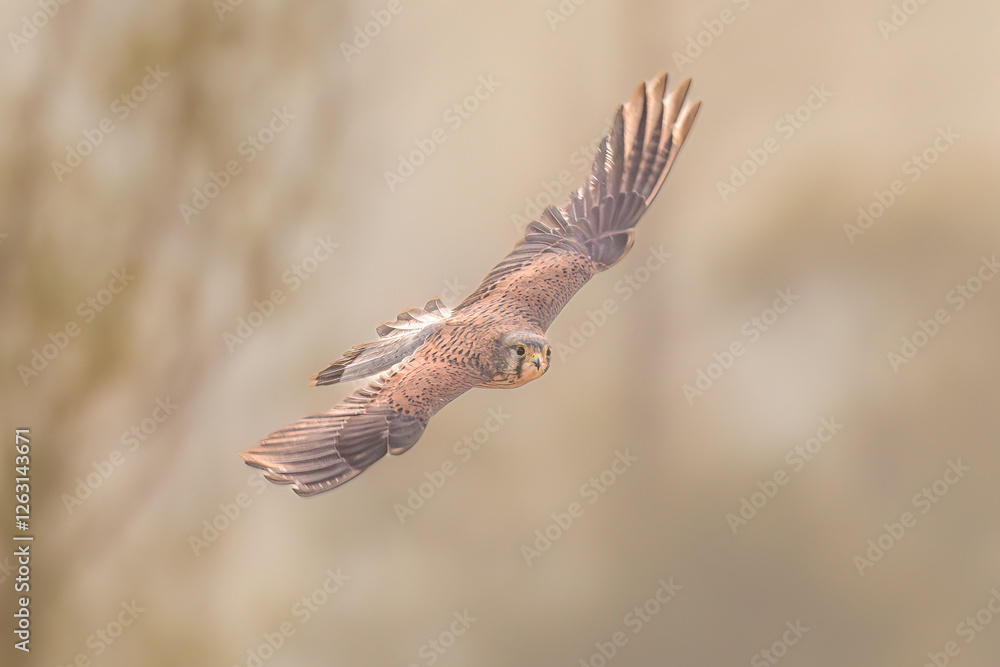 Obraz premium hummingbird feeding on a branch