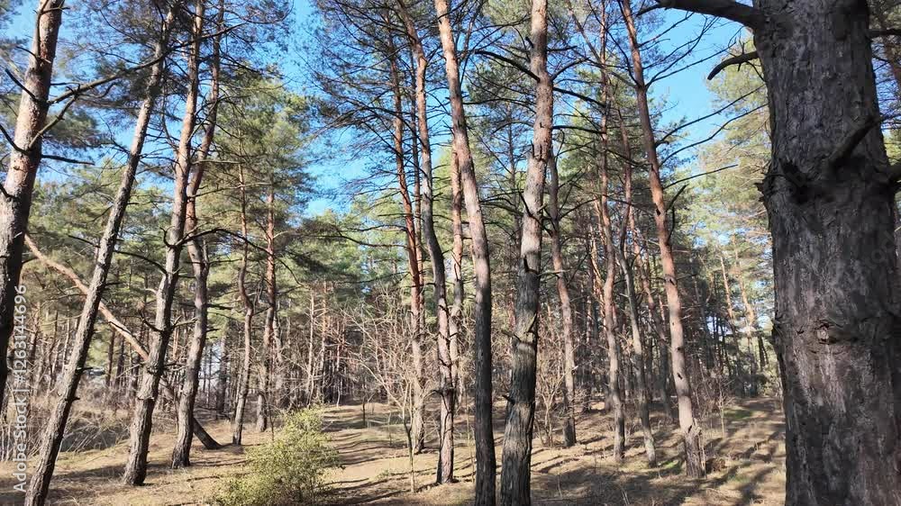 Slow motion video in high definition. walk in the forest. pine forest. tall trees and blue sky. tree branches on the sky field. nature walk. hiking. Slow motion video in high definition. walk in the forest. pine forest. tall trees and blue sky. tree branches on the sky field. nature walk. hiking.