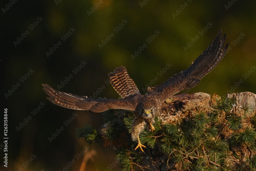 Obraz premium red tailed hawk