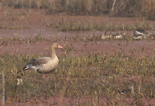 Portrait of a Greylag goose at Keoladeo Ghana National Park, Bharatpur, India photo