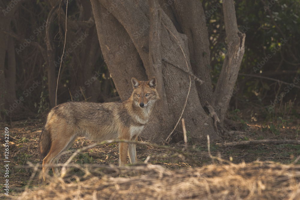 Golden jackal in the morning hours at Keoladeo Ghana National Park, Bharatpur, India Golden jackal in the morning hours at Keoladeo Ghana National Park, Bharatpur, India