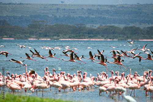 Tableau sur toile flamingos in the lake