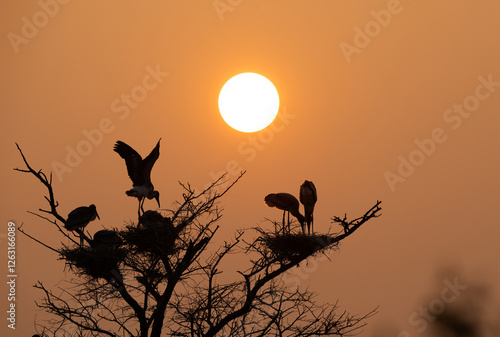 Painted storks on a tree and dramatic sun at the backdrop, Keoladeo Ghana National Park, Bharatpur, India photo