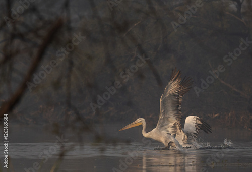 Dalmatian pelican takeoff at Keoladeo Ghana National Park, Bharatpur, India photo