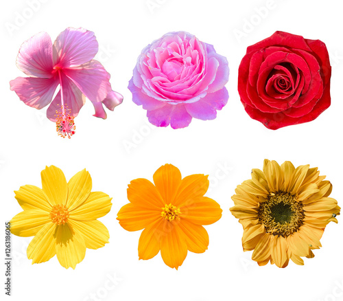 Beautiful flowers image and shapes in transparent background. 