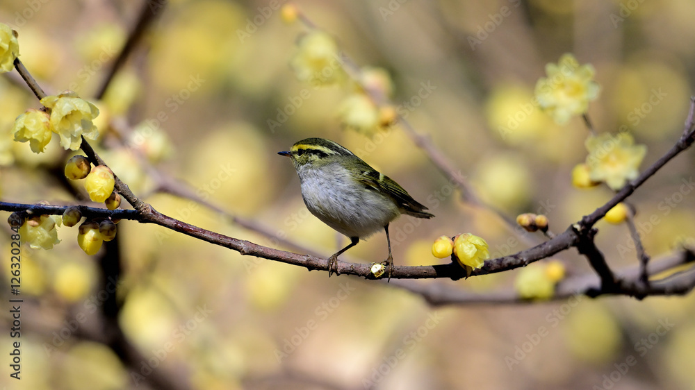 Obraz premium sparrow on a branch