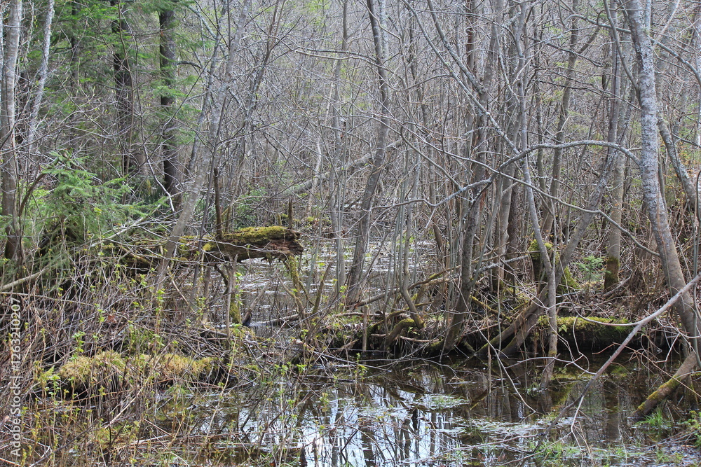 Obraz premium a flooded swamp in the forest in mid-spring