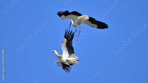 white stork flying in flight
