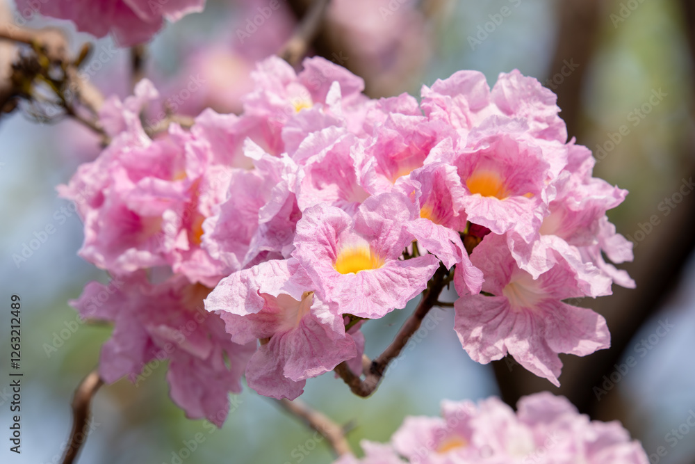 Obraz premium Close up of Pink Trumpet (Tabebuia rosea) flower.