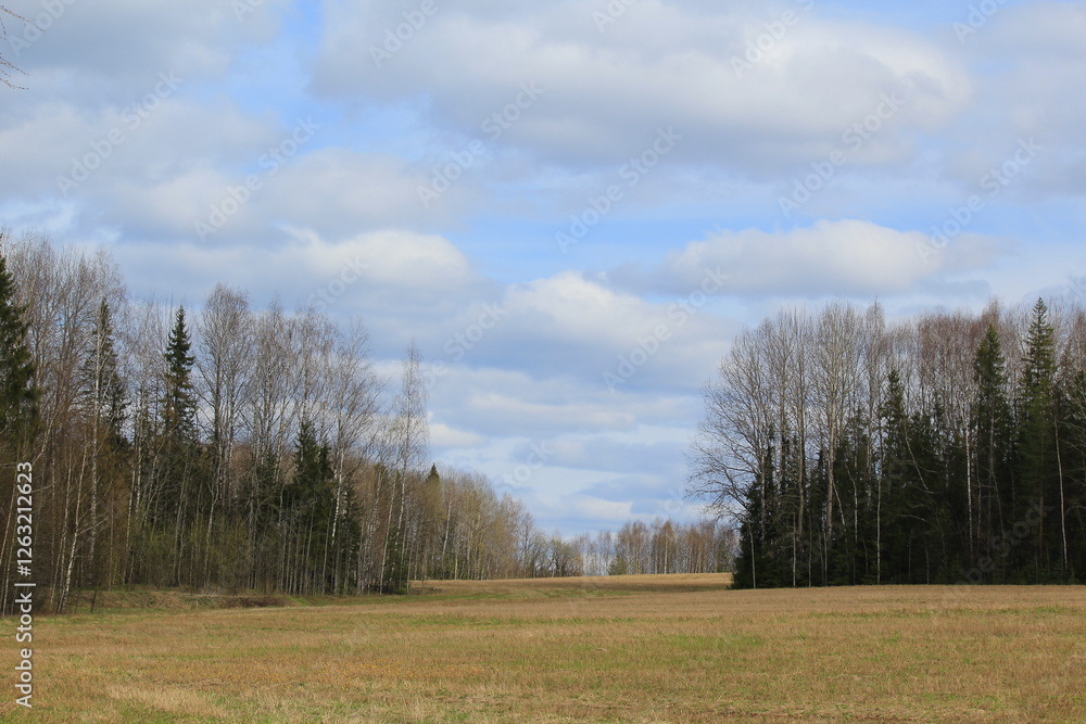 white clouds over field and forest in mid spring white clouds over field and forest in mid spring