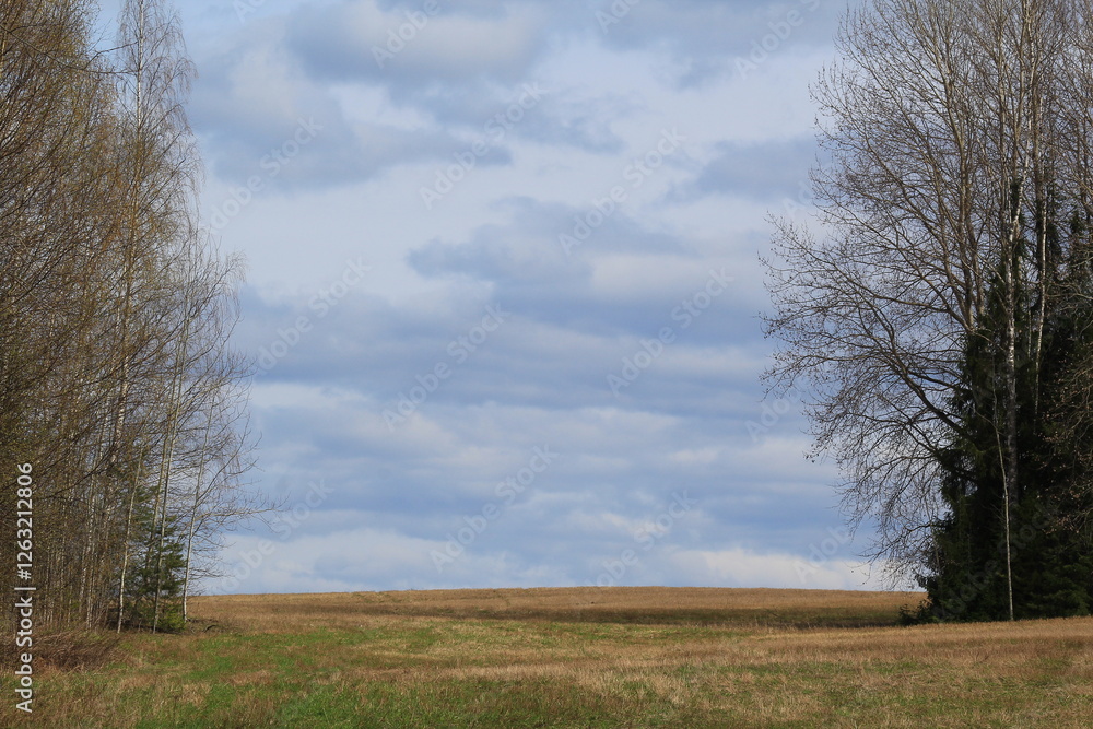 Fototapeta premium fields and forests of northeastern Europe in mid-spring on a sunny day