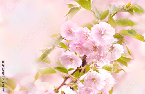 Spring pink blossom in garden, springtime cherry bloom, pastel and soft flower background. Selective focus, shallow DOF, toned