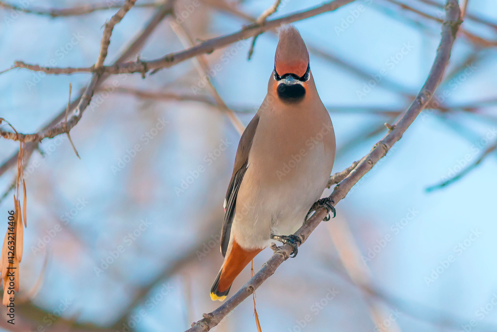 A waxwing songbird sits on a tree branch.