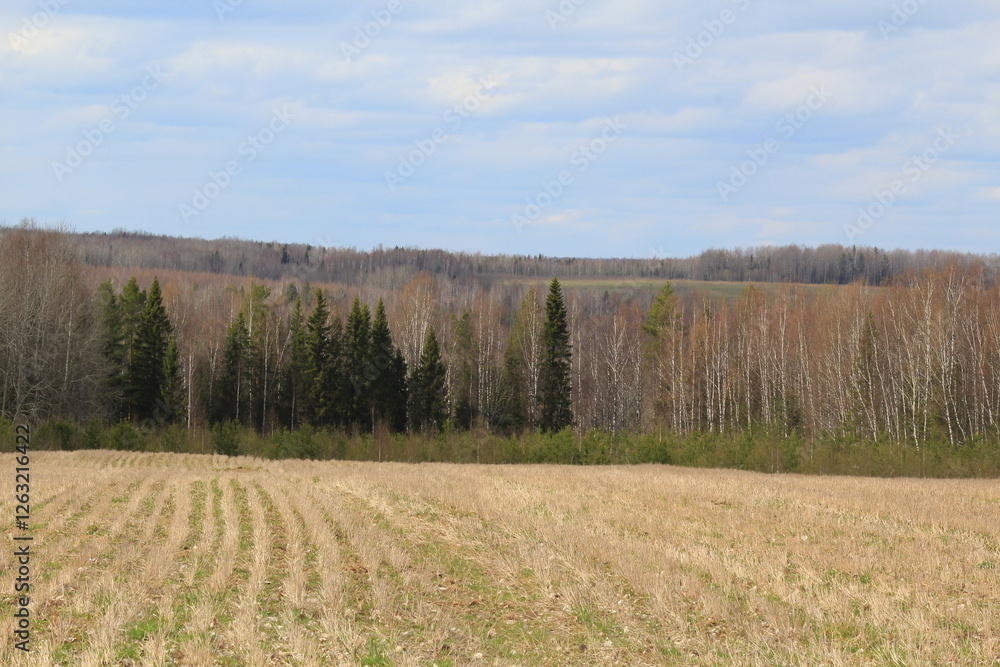 fields and forests of northeastern Europe in mid-spring fields and forests of northeastern Europe in mid-spring