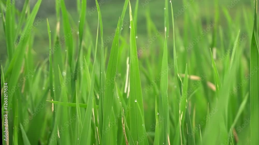 close-up of green rice plants swaying freshly growing in the morning close-up of green rice plants swaying freshly growing in the morning