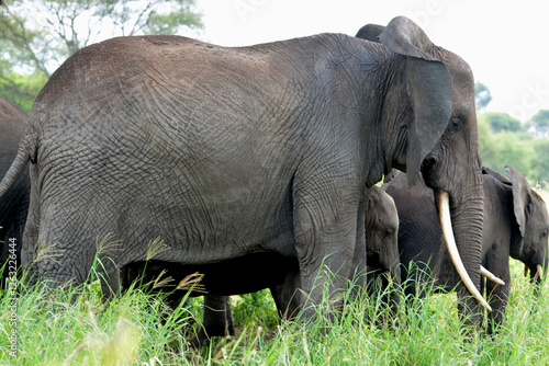 Majestueux éléphant avec deux éléphanteaux  
