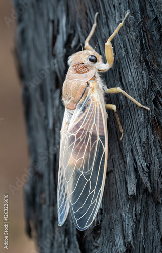 Double Drummer Cicada Photographed in Heathcote National Park, New South Wales, Australia During Its Teneral Stage photo