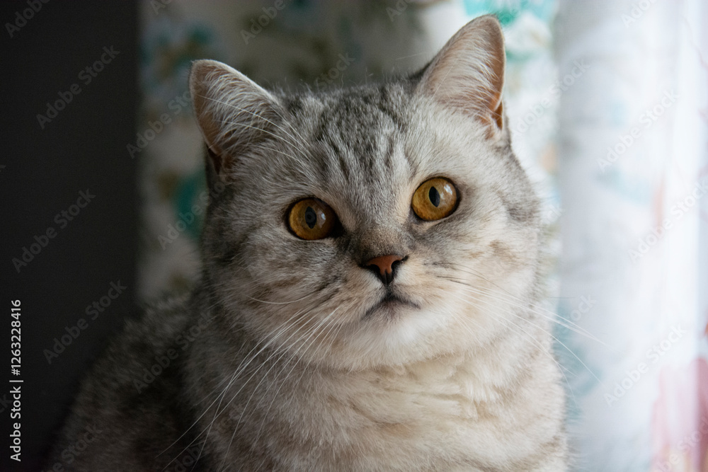 Beautiful gray British cat with amber eyes looks into the lens Beautiful gray British cat with amber eyes looks into the lens