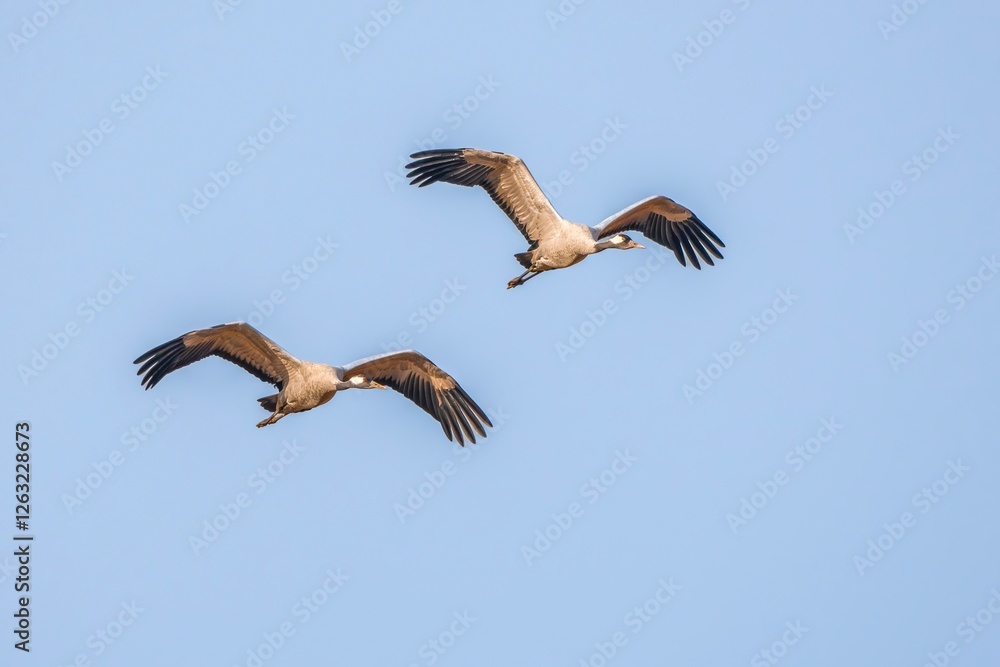Fototapeta premium black vulture in flight
