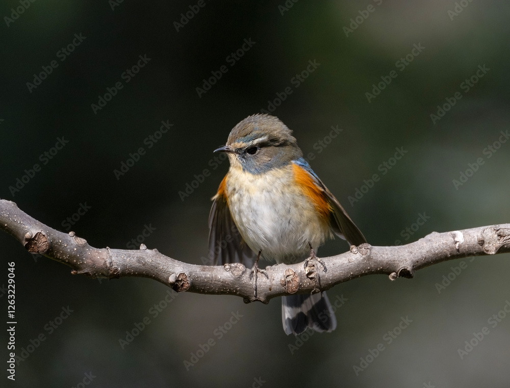 robin on a branch robin on a branch
