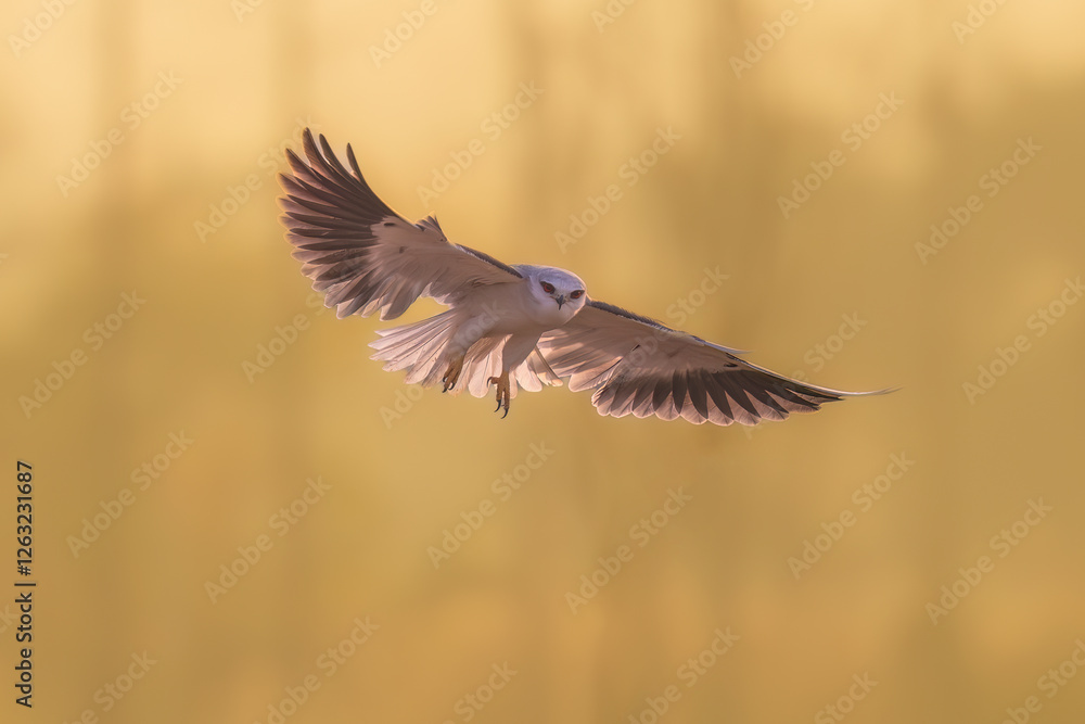 Fototapeta premium flying birds in the wildlife