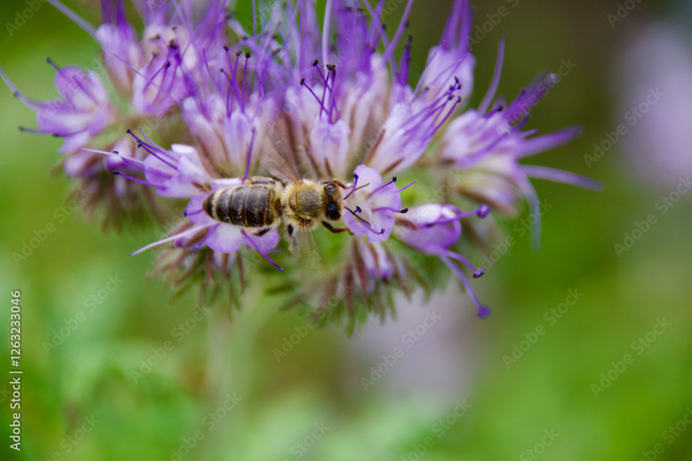 Honey bee collecting nectar from a blooming Phacelia flower. Pollination in action with delicate purple petals and green background. Macro shot of bee on a vibrant wildflower. Honey bee collecting nectar from a blooming Phacelia flower. Pollination in action with delicate purple petals and green background. Macro shot of bee on a vibrant wildflower.
