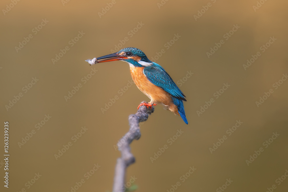 Obraz premium kingfisher on branch