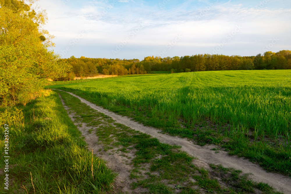 Fotografie Green spring sown field and sunset sky