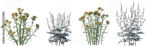 Quadro su tela Set of frontal Achillea terracotta and Actaea simplex isolated png on a transpar