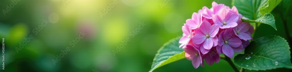 Water beads clinging to currant leaves in the morning mist of spring, botanical photography, hydrangea Water beads clinging to currant leaves in the morning mist of spring, botanical photography, hydrangea